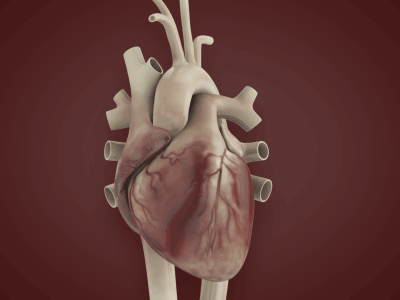 Cardiology